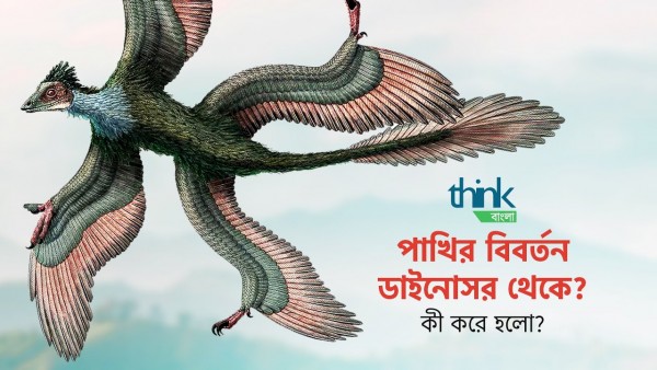 ডাইনোসর থেকে পাখির বিবর্তন! How did birds evolve from dinosaurs? | Think Bangla