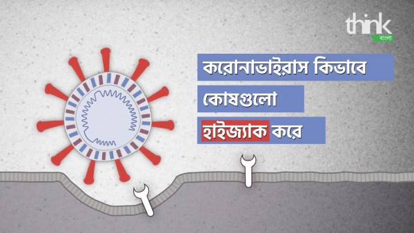 করোনাভাইরাস: কীভাবে আমাদের কোষ হাইজ্যাক করে | Coronavirus: how it hijacks our cells | Think Bangla