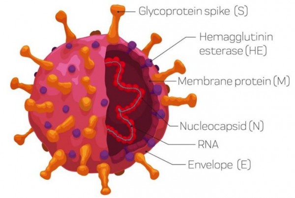 thumb_coronavirus.jpg