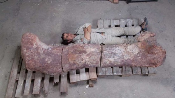 thumb_dinosaur-femur.jpg